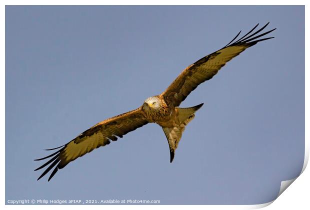 Red Kite (2) Print by Philip Hodges aFIAP ,
