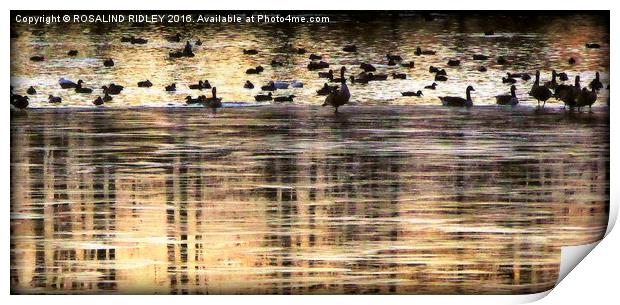 "GEESE AT THE FROZEN LAKE" Print by ROS RIDLEY