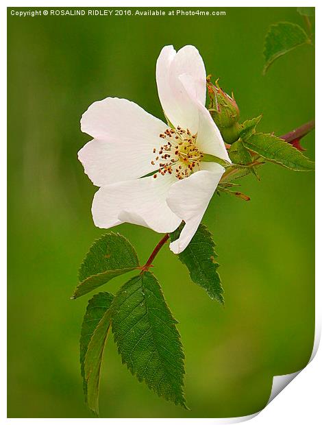 "DOG ROSE"  Print by ROS RIDLEY