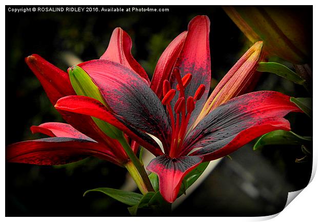  "RED AND BLACK GARDEN LILY" Print by ROS RIDLEY
