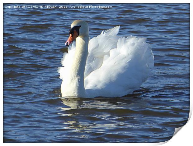 "SWAN IN THE SUNSHINE" Print by ROS RIDLEY