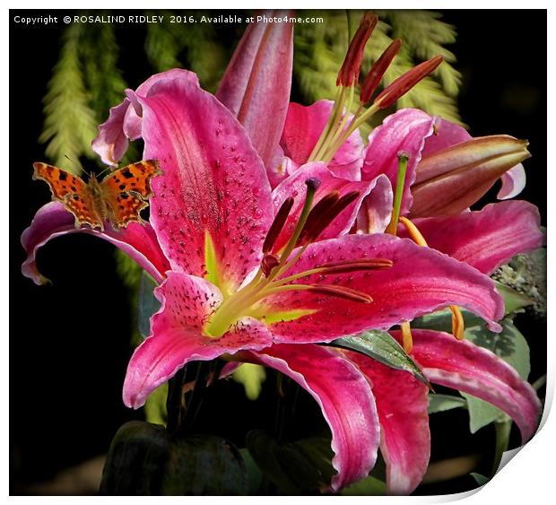 "COMMA BUTTERFLY ON LILIES" Print by ROS RIDLEY
