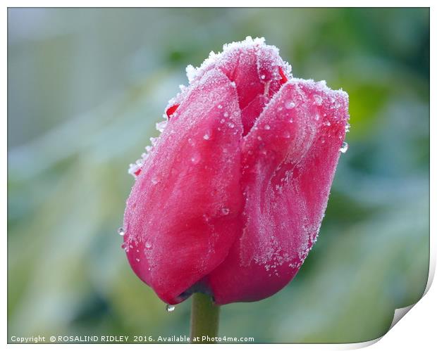 "FROZEN TULIP" Print by ROS RIDLEY
