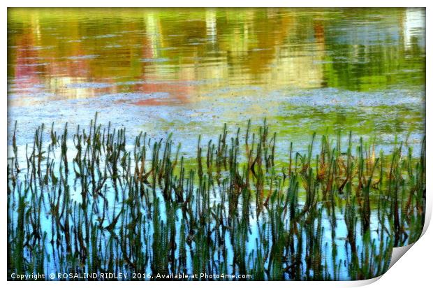 "SUNNY REFLECTIONS IN THE LAKE" Print by ROS RIDLEY
