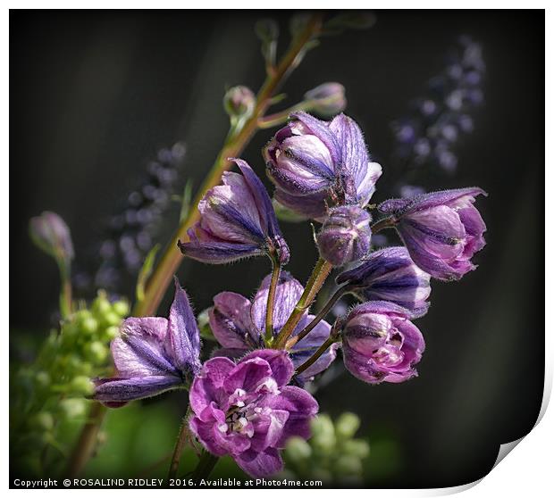 "EMERGING PINK DELPHINIUM 2 " Print by ROS RIDLEY