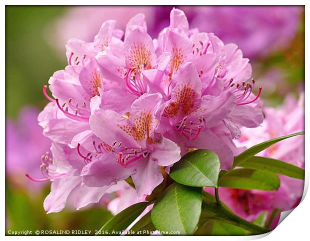 "PINK RHODODENDRON" Print by ROS RIDLEY