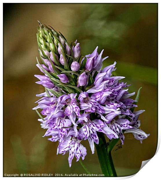 "TINY PYRAMID ORCHID IN THE VERGE" Print by ROS RIDLEY