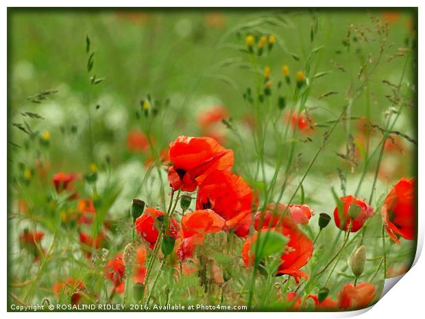 "POPPIES IN THE WINDY MEADOW" Print by ROS RIDLEY