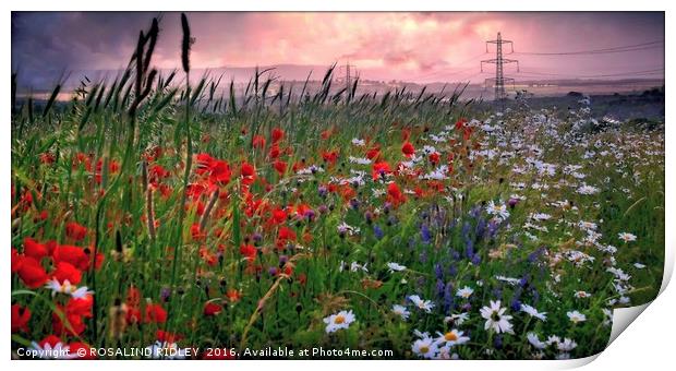 "SUN SETTING OVER THE POPPY FIELDS OF COUNTY DURHA Print by ROS RIDLEY
