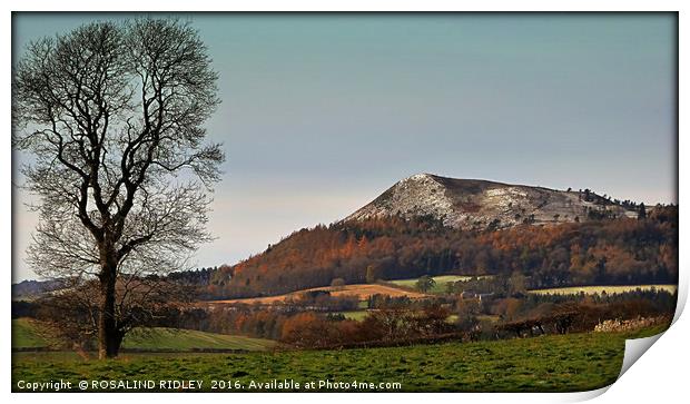 "TREE OVERLOOKING ONE OF THE EILDON HILLS" Print by ROS RIDLEY