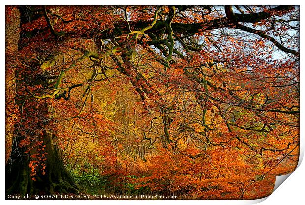 "AUTUMN PALETTE " Print by ROS RIDLEY