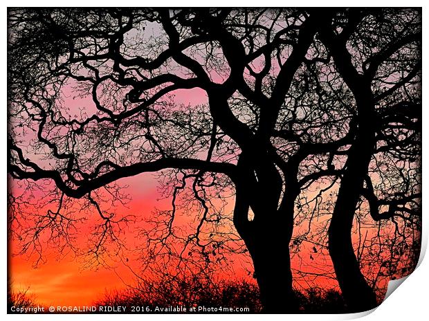"SUNRISE THROUGH THE TREES" Print by ROS RIDLEY