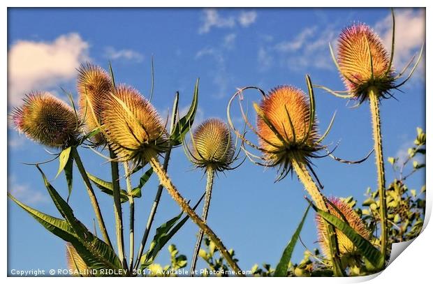"EVENING SUNLIGHT ON THE TEASELS" Print by ROS RIDLEY