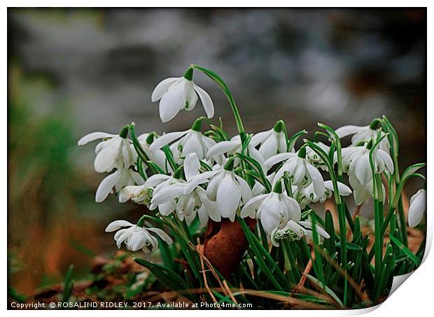 "Snowdrops in the wood" Print by ROS RIDLEY