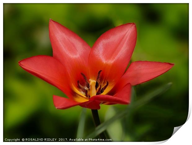 "Tulip Time again" Print by ROS RIDLEY