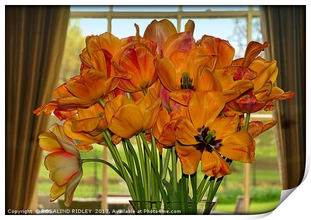 "Tulips in the window" Print by ROS RIDLEY