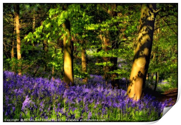"Evening reflections in the bluebell wood" Print by ROS RIDLEY
