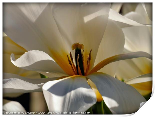 "Macro White Tulip" Print by ROS RIDLEY