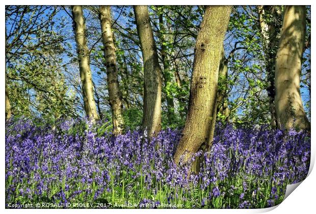 "Bluebells amonst the trees" Print by ROS RIDLEY