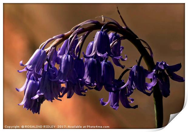 " Arch of Bluebells" Print by ROS RIDLEY