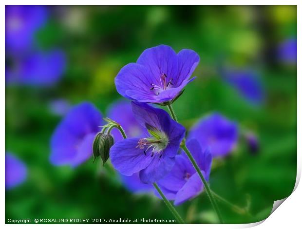 "The Beautiful Blue Cranesbill" Print by ROS RIDLEY