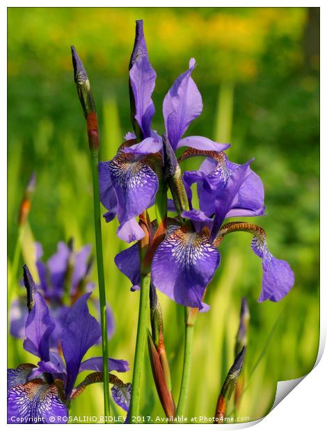 " Wild Blue Iris at the lakeside" Print by ROS RIDLEY