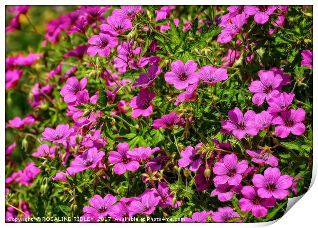 "The Beautiful Bright Pink Cranesbill" Print by ROS RIDLEY