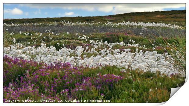 "Cotton Grass and Heather on the North Yorkshire M Print by ROS RIDLEY