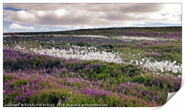 "Dramatic skies over the heather and cotton grass" Print by ROS RIDLEY