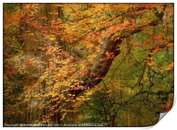 "Dappled sunshine through the Autumn woods" Print by ROS RIDLEY