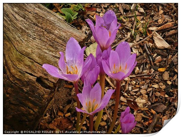 "Delicate Autumn Crocus" Print by ROS RIDLEY