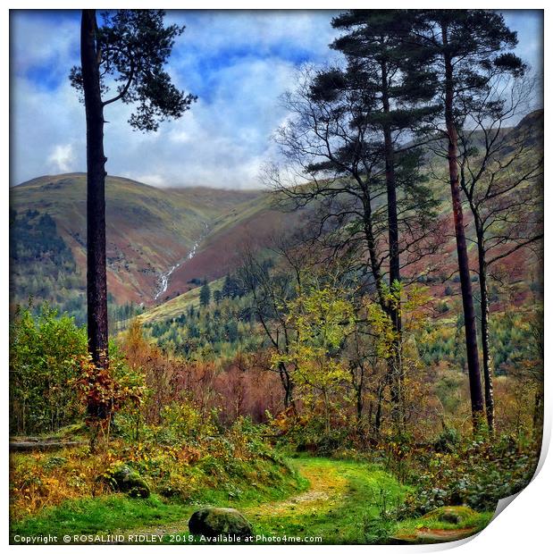 "Pathway to Thirlmere" Print by ROS RIDLEY