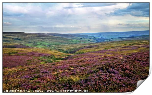 ""..And the purple 'O' the Heather" Print by ROS RIDLEY