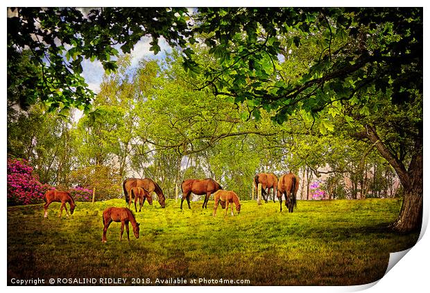 "Mares grazing with their foals" Print by ROS RIDLEY