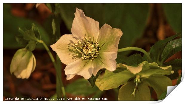 "Evening light on the Hellebores" Print by ROS RIDLEY