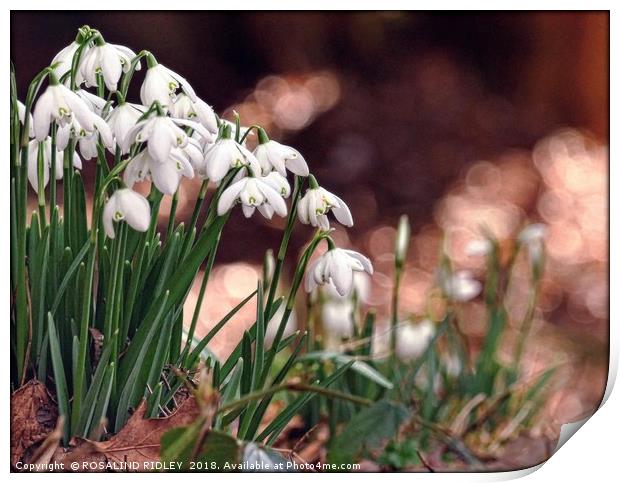 "Snowdrops in the pink" Print by ROS RIDLEY