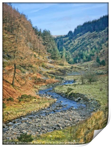 "Stream in Whinlatter Forest" Print by ROS RIDLEY