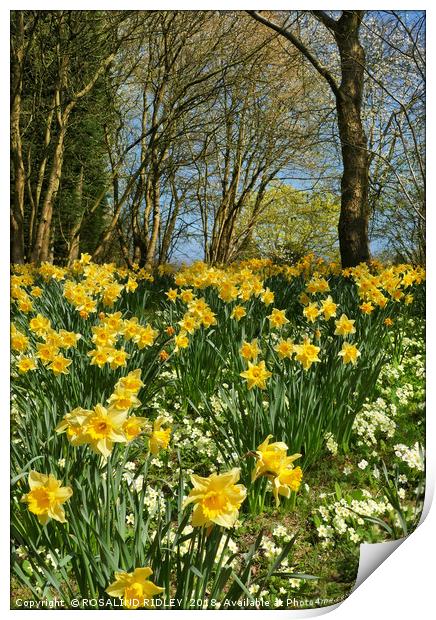 "Daffodils in the wood" Print by ROS RIDLEY