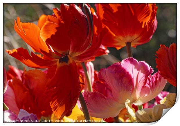 "Backlit Tulips blowing in the wind" Print by ROS RIDLEY