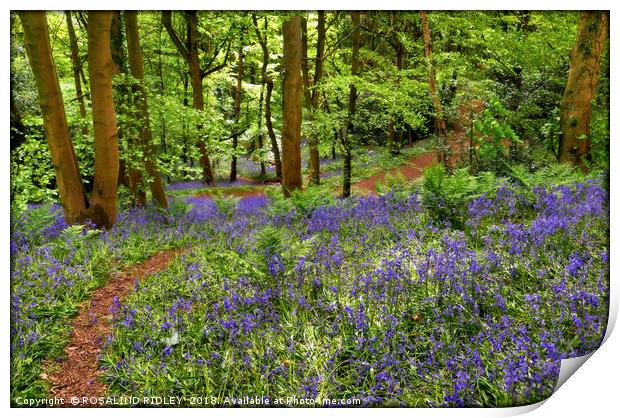 "Dappled sunshine in the bluebell woods" Print by ROS RIDLEY