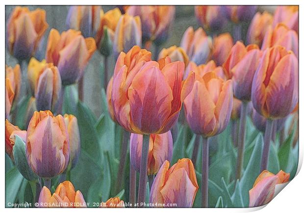 "Artistic Tulips" Print by ROS RIDLEY