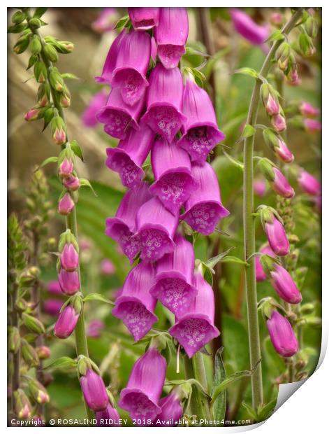 "Foxgloves in a misty wood" Print by ROS RIDLEY