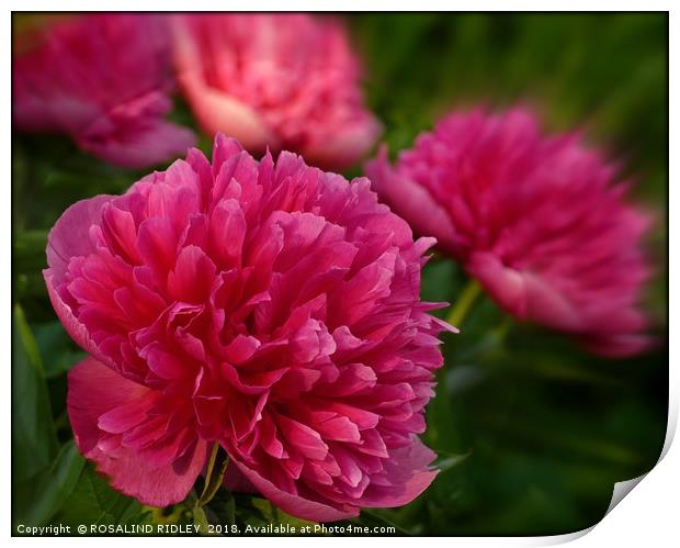 "Perfect pink Peony" Print by ROS RIDLEY
