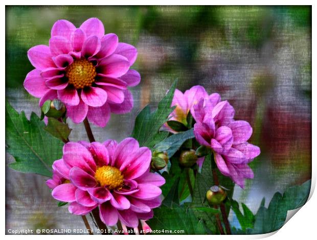 "Dahlia Trio 2 " Print by ROS RIDLEY