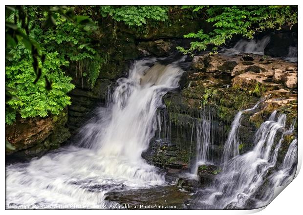 "Aysgarth Falls" Print by ROS RIDLEY