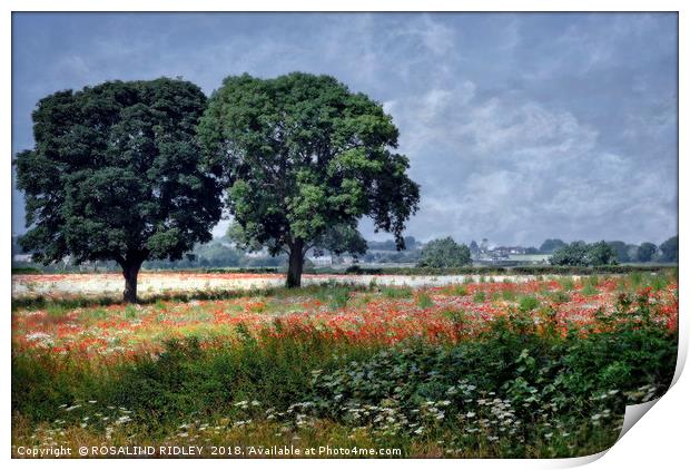 "Trees in the poppy field" Print by ROS RIDLEY