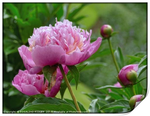 "Peony Delight" Print by ROS RIDLEY