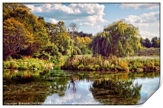 "Early Autumn reflections in the park lake" Print by ROS RIDLEY