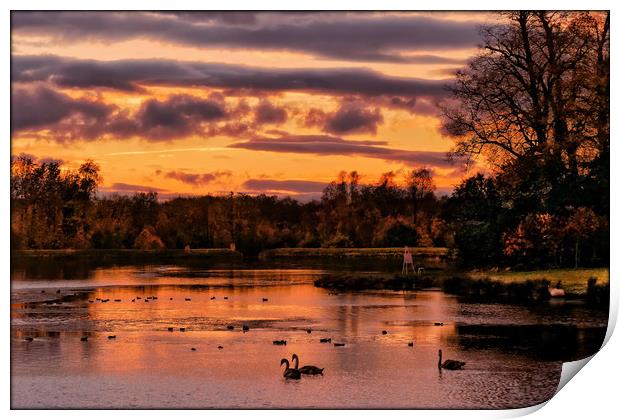 "Swans in the Sunset" Print by ROS RIDLEY