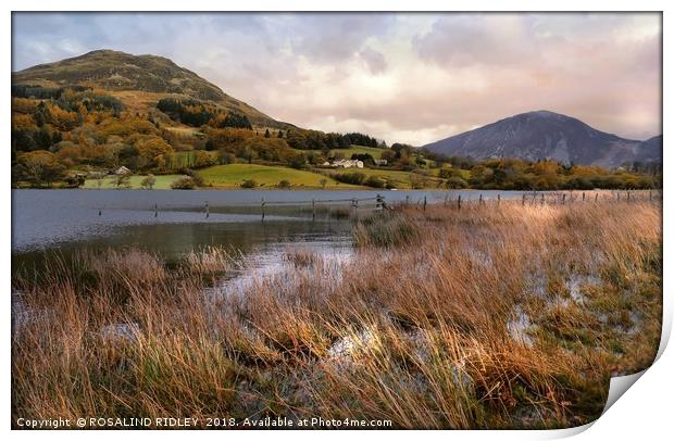 "Evening Light across Loweswater" Print by ROS RIDLEY